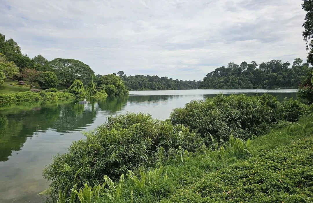 Lush greenery and reservoir near Thomson Reserve